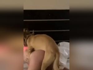 Le fantasie selvagge di Zooporn e Beastiegals