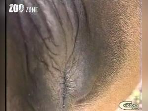 Forbidden Encounter: Sex with a Horse