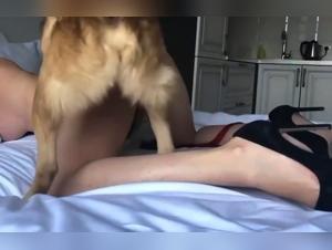 Animal Sex, Bestiality, Pornography