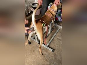 Bestiality Sex Video: Submissive female dog and Dominant Male