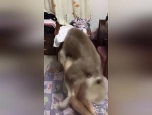 Asian Sex Video with Dog: Hard and Exciting