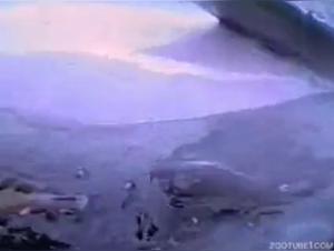 Bestiality: a woman and her dog