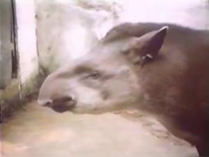 Extreme Giant Dick in Hyena