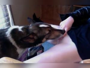 female dog sex orgasm