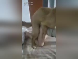 Zoophilia and Bestiality Videos - Explore the world of sex with animals