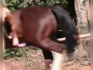 Extreme Animal Sex with a Blonde Girl and Horse
