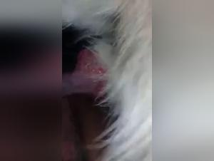 Forbidden Love: Zoophilia and Bestiality