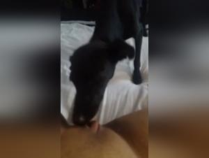 Beastly video: Brunette woman and her dog