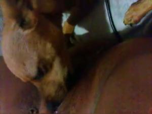 Sex with Dog Video - Extreme Zoophilia