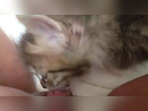 Dog Sex Video - Extreme Zoophilia