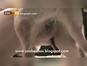 Bestiality Video: Woman and Dog