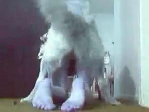 Bestiality: a woman and her dog in a shocking video