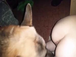 Video of Sex with a Dog