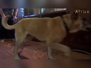 Bestiality Sex: Woman Tries to Swallow a Dog's Dick