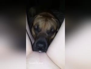 Une histoire d'amour interdite: Femme et chien