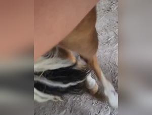 Bestiality: A Woman and Her Horse