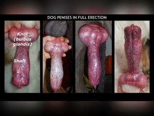 Forbidden Meeting: A Woman and Her Canine Companion