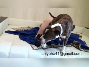 Sex video with submissive dog