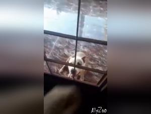 Amateur woman and dog in a hard zoophilia scene