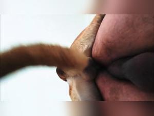 Human-Dog Encounter: A Bestial Experience