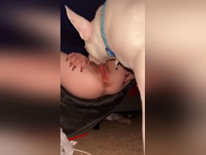 Sexualidad animal con perros y gatos en Espanha: las mejores escenas de zofilia