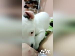 Bestiality in the Countryside