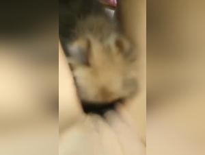 bestiality sites compilation