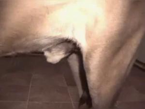 Bestiality: Women and dogs in hot videos