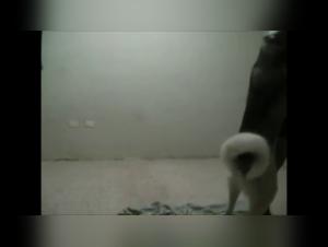 Miss F and her zoophilic adventure with a husky