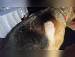 Zoophilia video with a Czech couple and their dog