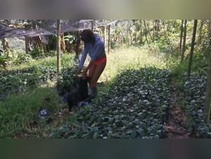 Teenage girls and dogs get wild, extreme zoophilia content for adults