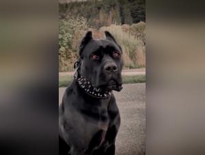 passionate bestiality woman