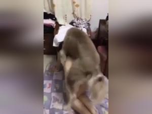 Zoophilia Videos - Explore the Extreme