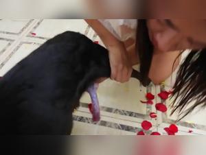 Canine Marriage: A Story of Love and Desire