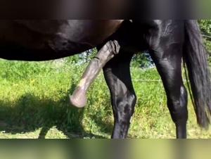 Zoophilia video with a horse: an extreme experience