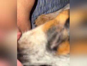 k9havoc animal bestiality