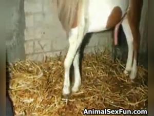 Bestiality sex video with a horse