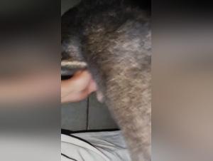 The Secrets of Animal Sexuality