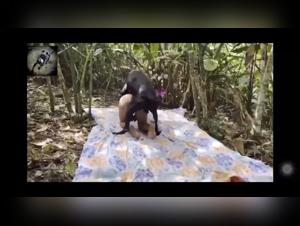 Zoo Skool: Where Exotic Desires Reign