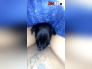 Dog sucking clitoris