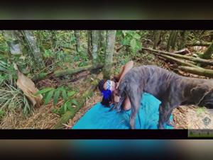 Las mejores experiencias de bestialidad zoologica para los aficionados a los animales