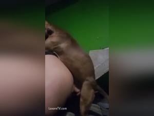 Mastering Small Dog Training Techniques