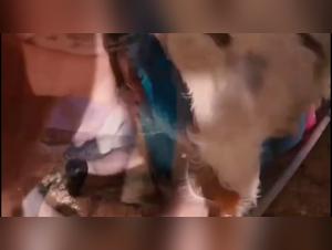 Taboo Explorations: Animal Realm