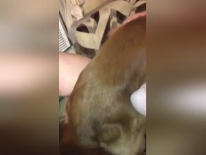 Amateur Housewife and Her Dog: An Exciting Bestiality Video