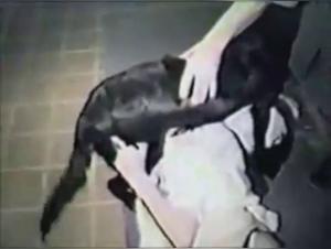 Mature Lady's Intimate Encounter with Her Canine Friend