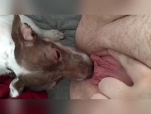Dog Sex Video: An Intense and Exciting Experience
