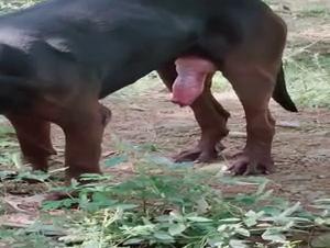 A lesbian woman having sex with her dog, a horny and fuckable bitch