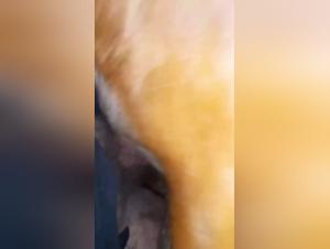 unexpected encounter woman cow