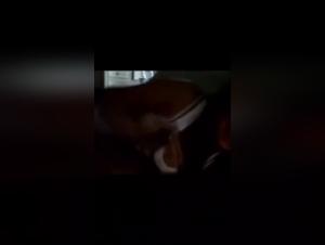 Forbidden Love: Human and Canine Intimacy