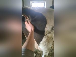 my dog f*ck a woman at zoo